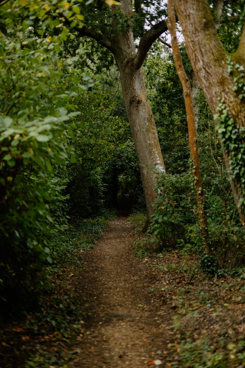 Dağda yürüyüş yapan kişi